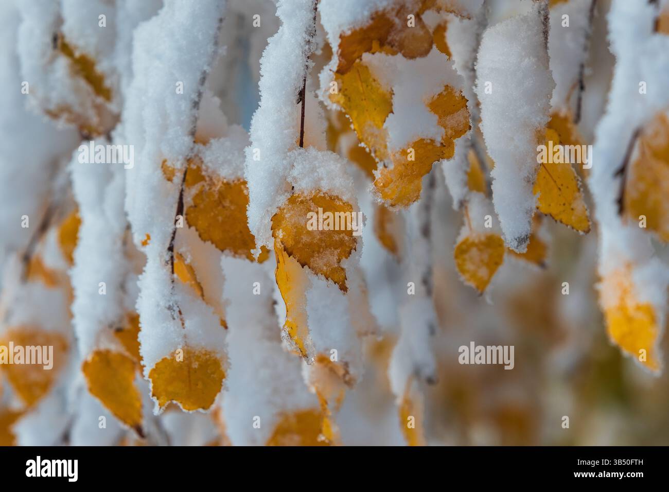 Brindilles de bouleau avec des feuilles orange pendent couvertes de neige gelée, idylle d'hiver Banque D'Images
