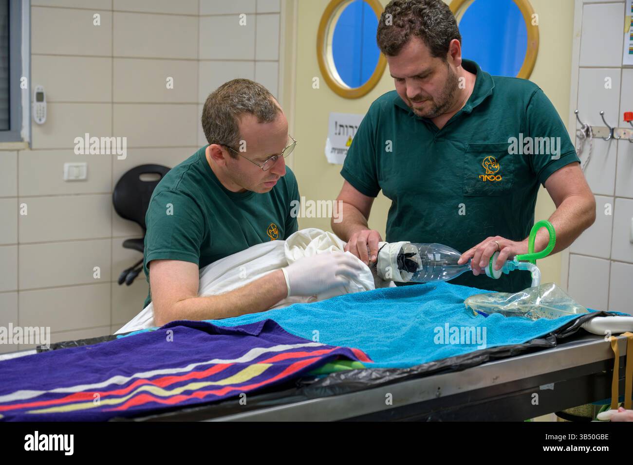 Des chirurgiens vétérinaires pratiquent une intervention médicale sur un vautour griffon eurasien hospitalisé (Gyps fulvus نسر أسمر ) que cet échantillon portait Banque D'Images