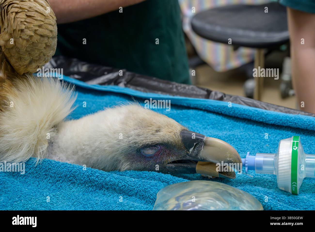 Des chirurgiens vétérinaires pratiquent une intervention médicale sur un vautour griffon eurasien hospitalisé (Gyps fulvus نسر أسمر ) que cet échantillon portait Banque D'Images