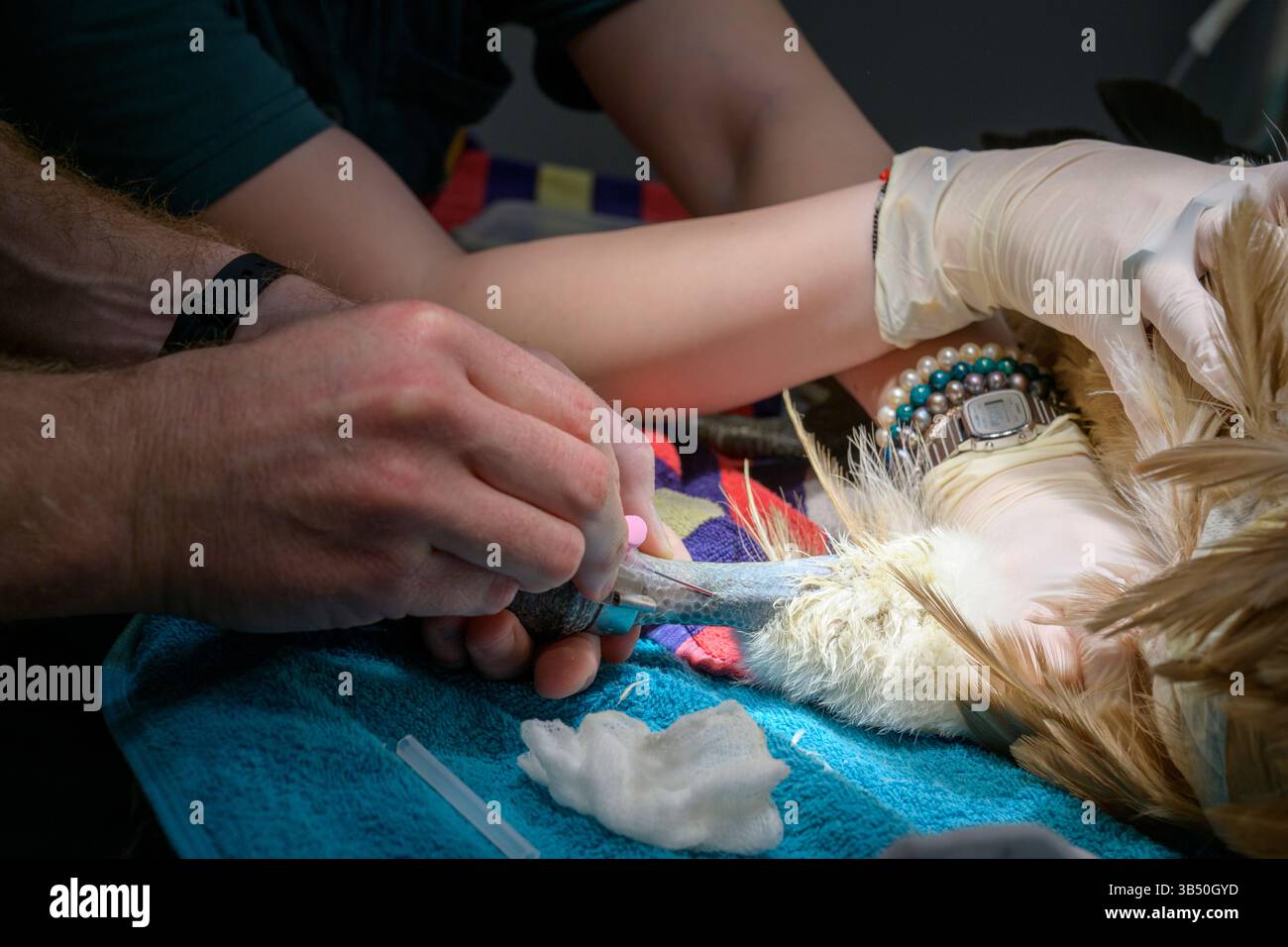 Les chirurgiens vétérinaires prélèvent du sang à tester sur la jambe d'un vautour griffon eurasien hospitalisé (Gyps fulvus) sous anesthésie générale phot Banque D'Images