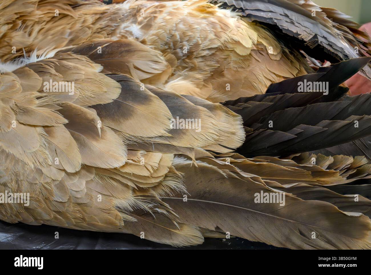 Gros plan des plumes d'aile d'un vautours griffon eurasien anesthésié (Gyps fulvus نسر أسمر ) ce spécimen avait ses plaies nettoyées et CHE Banque D'Images