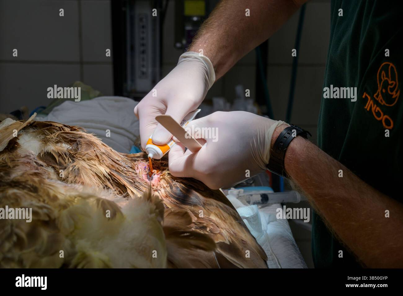 Des chirurgiens vétérinaires pratiquent une intervention médicale sur un vautour griffon eurasien hospitalisé (Gyps fulvus نسر أسمر ) que cet échantillon portait Banque D'Images
