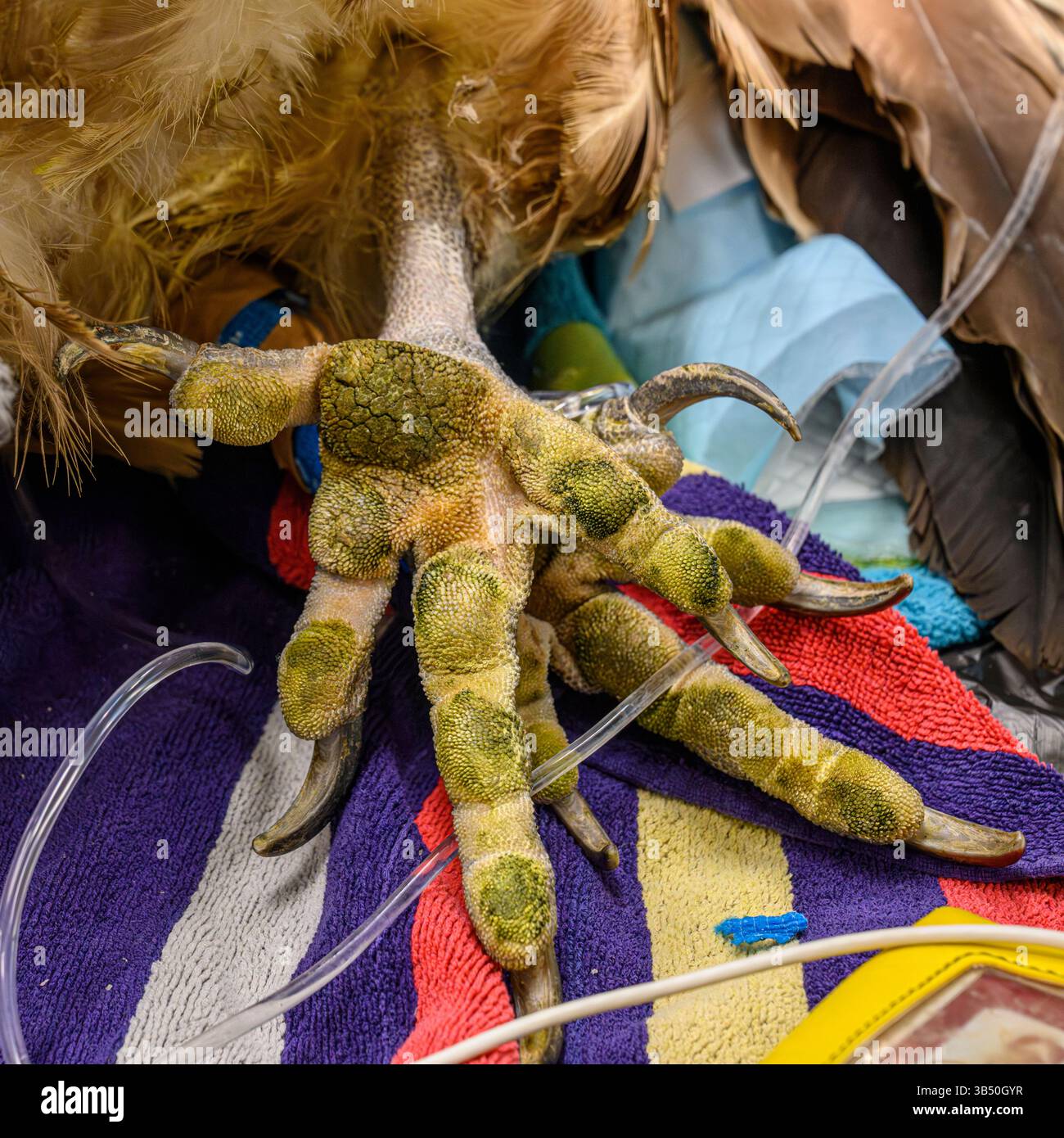 Gros plan d'une griffe et de talons d'un vautours griffon eurasien anesthésié (Gyps fulvus نسر أسمر ) ce spécimen avait ses plaies nettoyées et CHE Banque D'Images