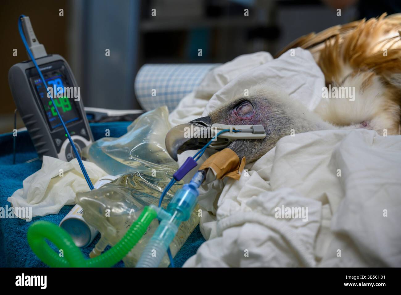 Des chirurgiens vétérinaires pratiquent une intervention médicale sur un vautour griffon eurasien hospitalisé (Gyps fulvus نسر أسمر ) que cet échantillon portait Banque D'Images