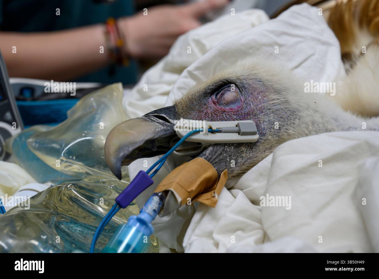 Des chirurgiens vétérinaires pratiquent une intervention médicale sur un vautour griffon eurasien hospitalisé (Gyps fulvus نسر أسمر ) que cet échantillon portait Banque D'Images
