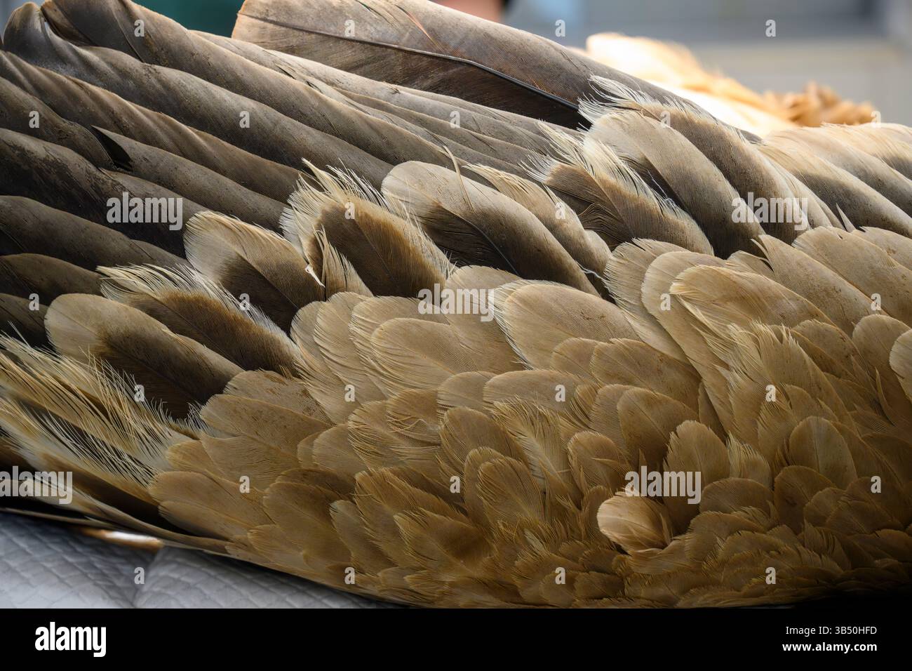 Gros plan des plumes d'aile d'un vautours griffon eurasien anesthésié (Gyps fulvus نسر أسمر ) ce spécimen avait ses plaies nettoyées et CHE Banque D'Images