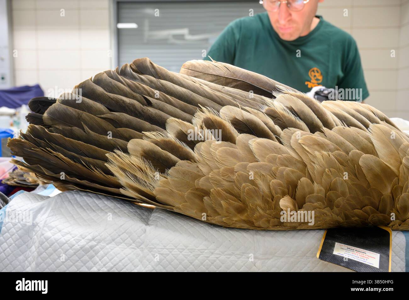 Gros plan des plumes d'aile d'un vautours griffon eurasien anesthésié (Gyps fulvus نسر أسمر ) ce spécimen avait ses plaies nettoyées et CHE Banque D'Images