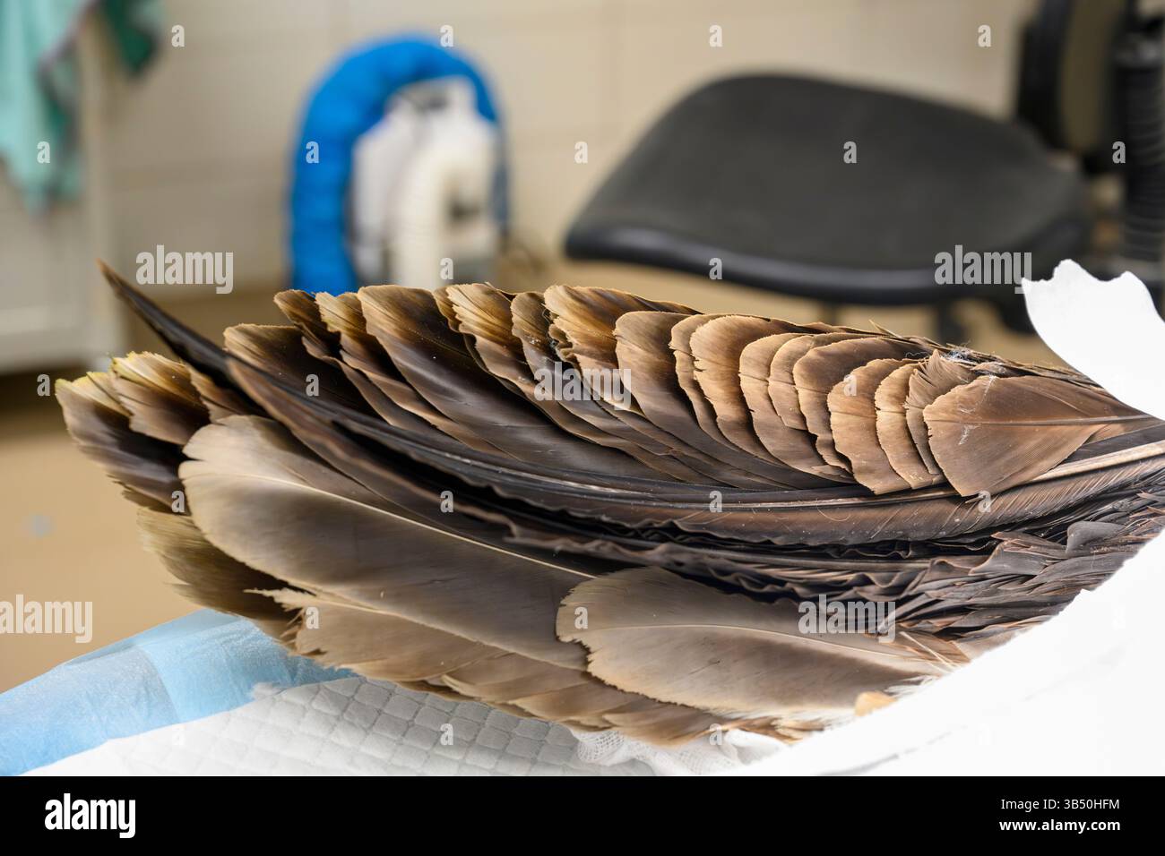 Gros plan des plumes de queue d'un vautours griffon eurasien anesthésié (Gyps fulvus نسر أسمر ) ce spécimen avait ses plaies nettoyées et CHE Banque D'Images
