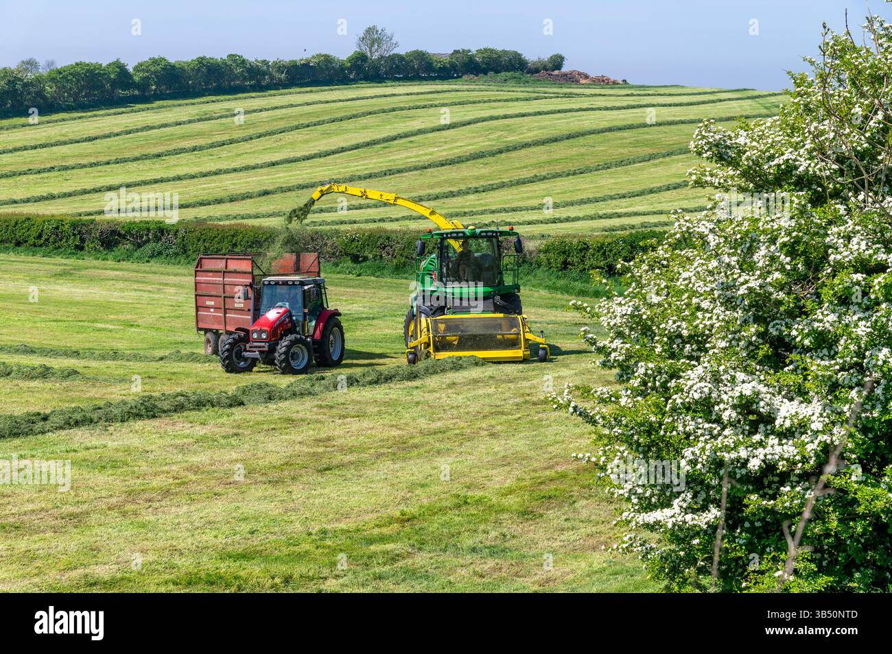 Carnforth, Lancashire, Royaume-Uni. 1er mai 2025. Les agriculteurs tirent le meilleur parti du beau temps et récoltent l'herbe pour la pince d'ensilage à Carnforth, North Lancashire, Royaume-Uni crédit : John Eveson/Alamy Live News Banque D'Images