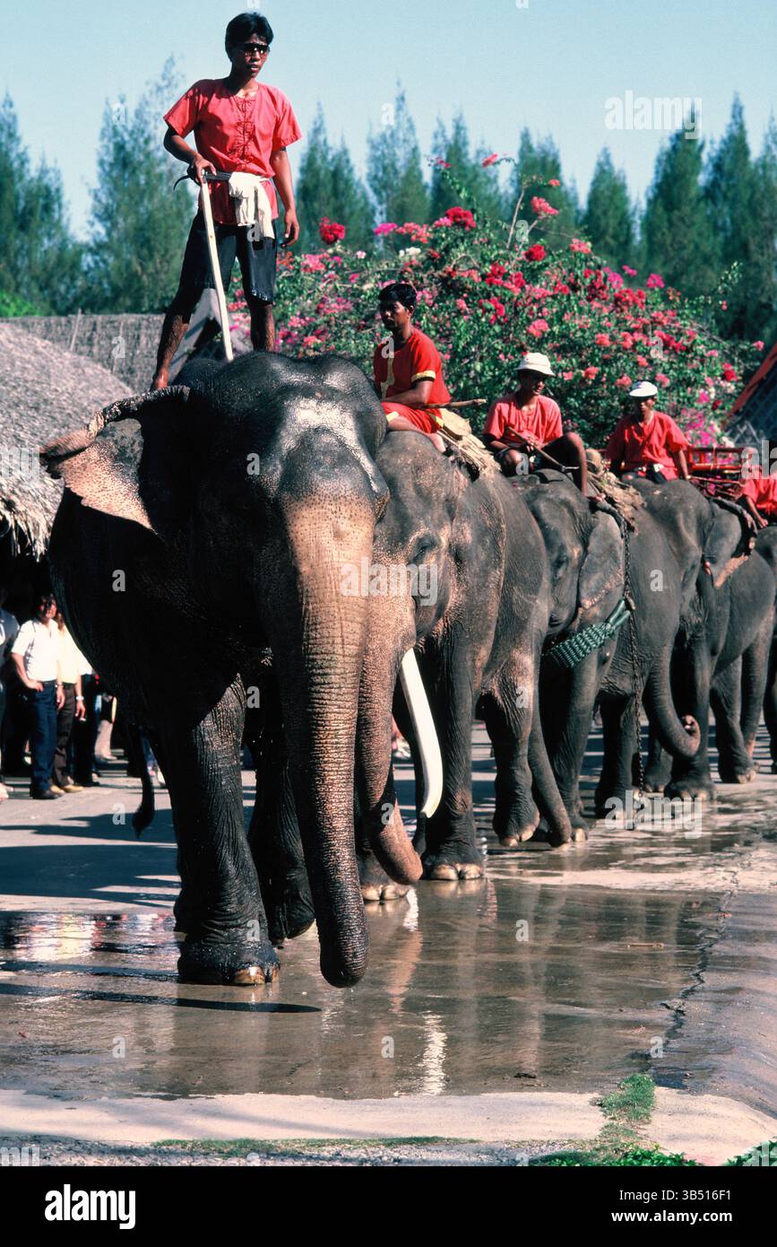Thaïlande. Nakhon Pathom. Sampran Riverside. Rose Garden. Spectacle d'éléphants. Banque D'Images