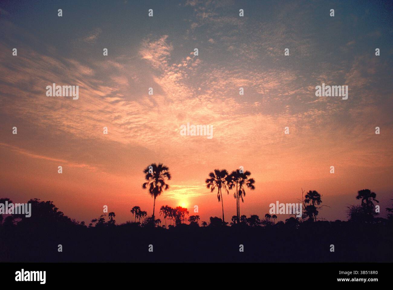 Botswana. Paysage avec de vrais palmiers fan au coucher du soleil. Banque D'Images