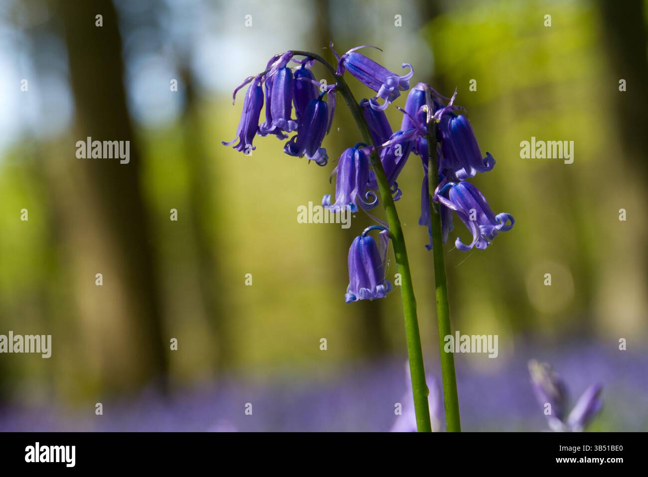 Bluebells sauvages dans le soleil du matin, dans un cadre boisé Banque D'Images