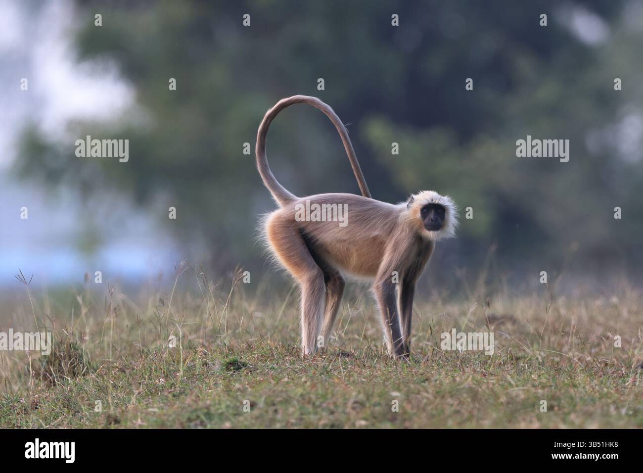 Semnopithecus est un genre de singes de l'ancien monde originaire du sous-continent indien, la plupart des espèces étant communément connues sous le nom de langur gris Banque D'Images