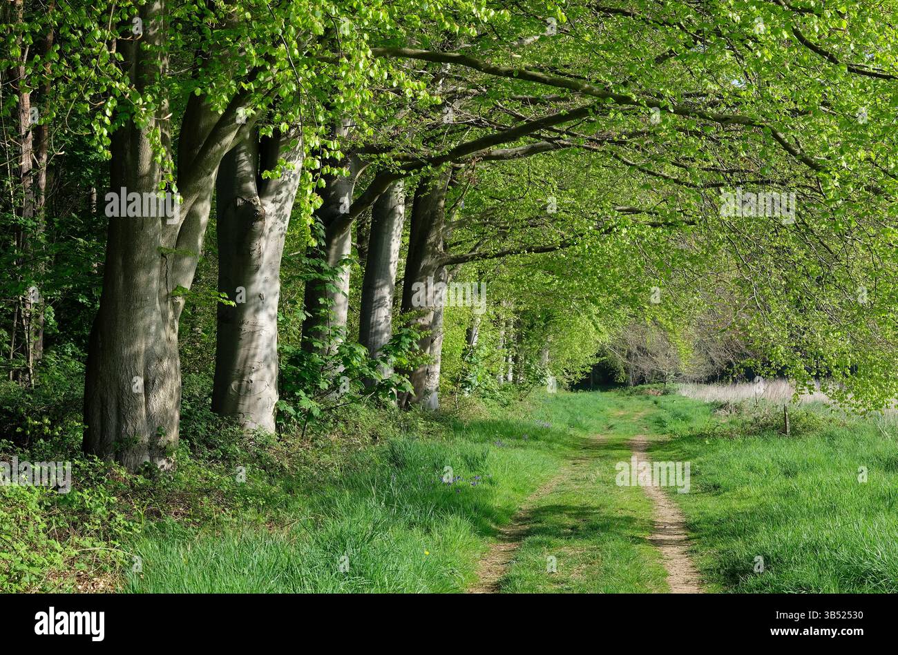 hêtres, bois de blickling, norfolk, angleterre Banque D'Images