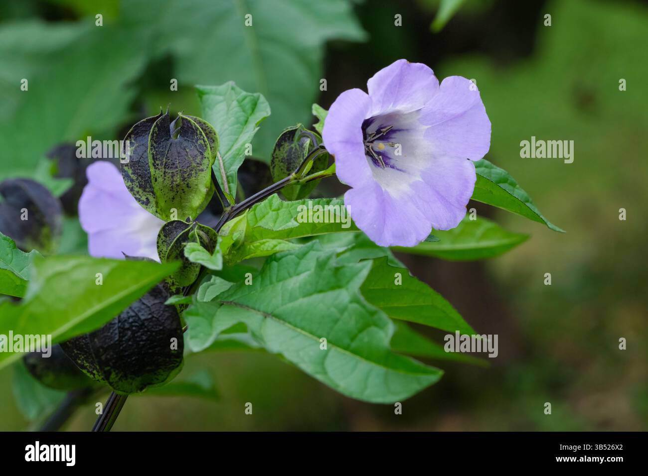 Nicandra physalodes, plante de mouche shoo, pomme du Pérou, Bluebell péruvienne, fleurs bleu pâle avec gorge blanche Banque D'Images