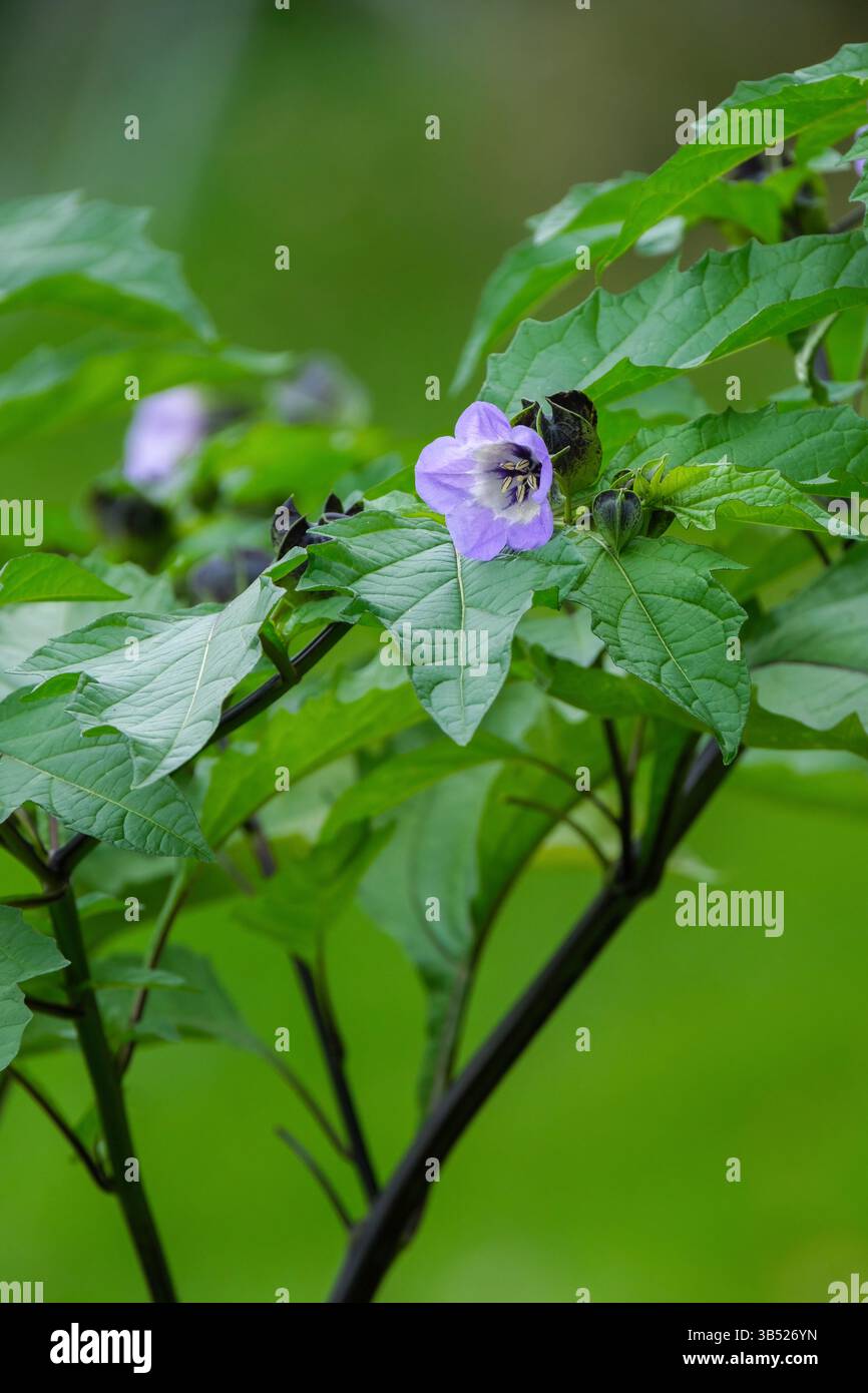 Nicandra physalodes, plante de mouche shoo, pomme du Pérou, Bluebell péruvienne, fleurs bleu pâle avec gorge blanche Banque D'Images