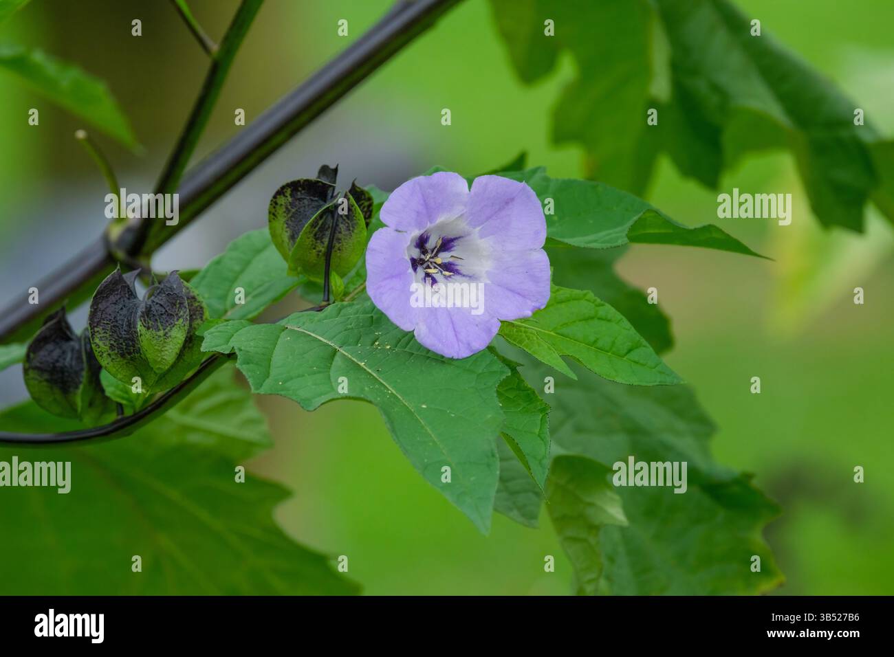 Nicandra physalodes, plante de mouche shoo, pomme du Pérou, Bluebell péruvienne, fleurs bleu pâle avec gorge blanche Banque D'Images