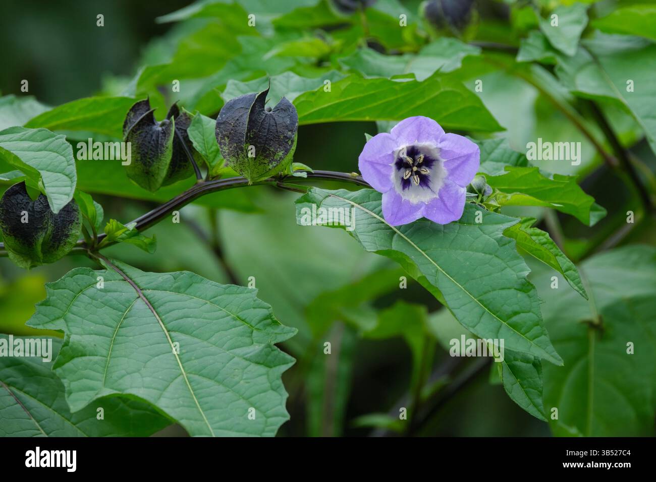 Nicandra physalodes, plante de mouche shoo, pomme du Pérou, Bluebell péruvienne, fleurs bleu pâle avec gorge blanche Banque D'Images