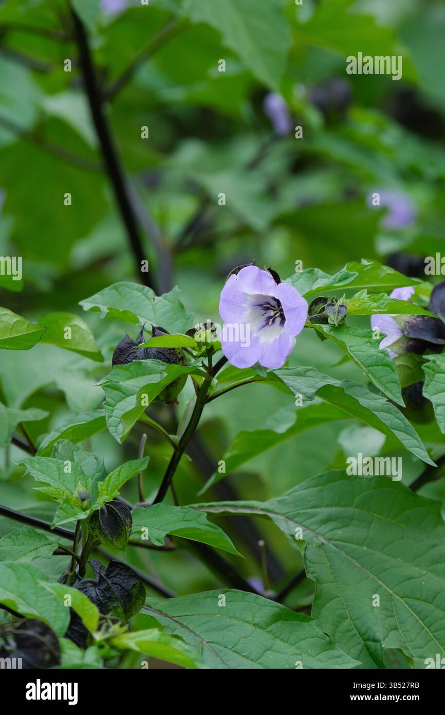 Nicandra physalodes, plante de mouche shoo, pomme du Pérou, Bluebell péruvienne, fleurs bleu pâle avec gorge blanche Banque D'Images