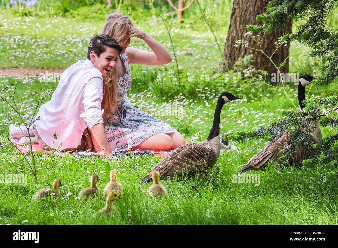 Londres, Royaume-Uni. 01 mai 2025. Un couple se relaxant à l’ombre est surpris par une famille d’oies du Canada avec leurs oisons moelleuses. Les visiteurs de Kew Gardens apprécient le beau soleil d'aujourd'hui et les environs apaisants de la flore et de la faune de Kew avec une promenade relaxante, un pique-nique ou même une petite sieste rapide sur les pelouses douces et rafraîchissantes. Les températures d'aujourd'hui devraient atteindre 28 degrés Celsius à Londres le jour le plus chaud de l'année jusqu'à présent. Crédit : Imageplotter/Alamy Live News Banque D'Images