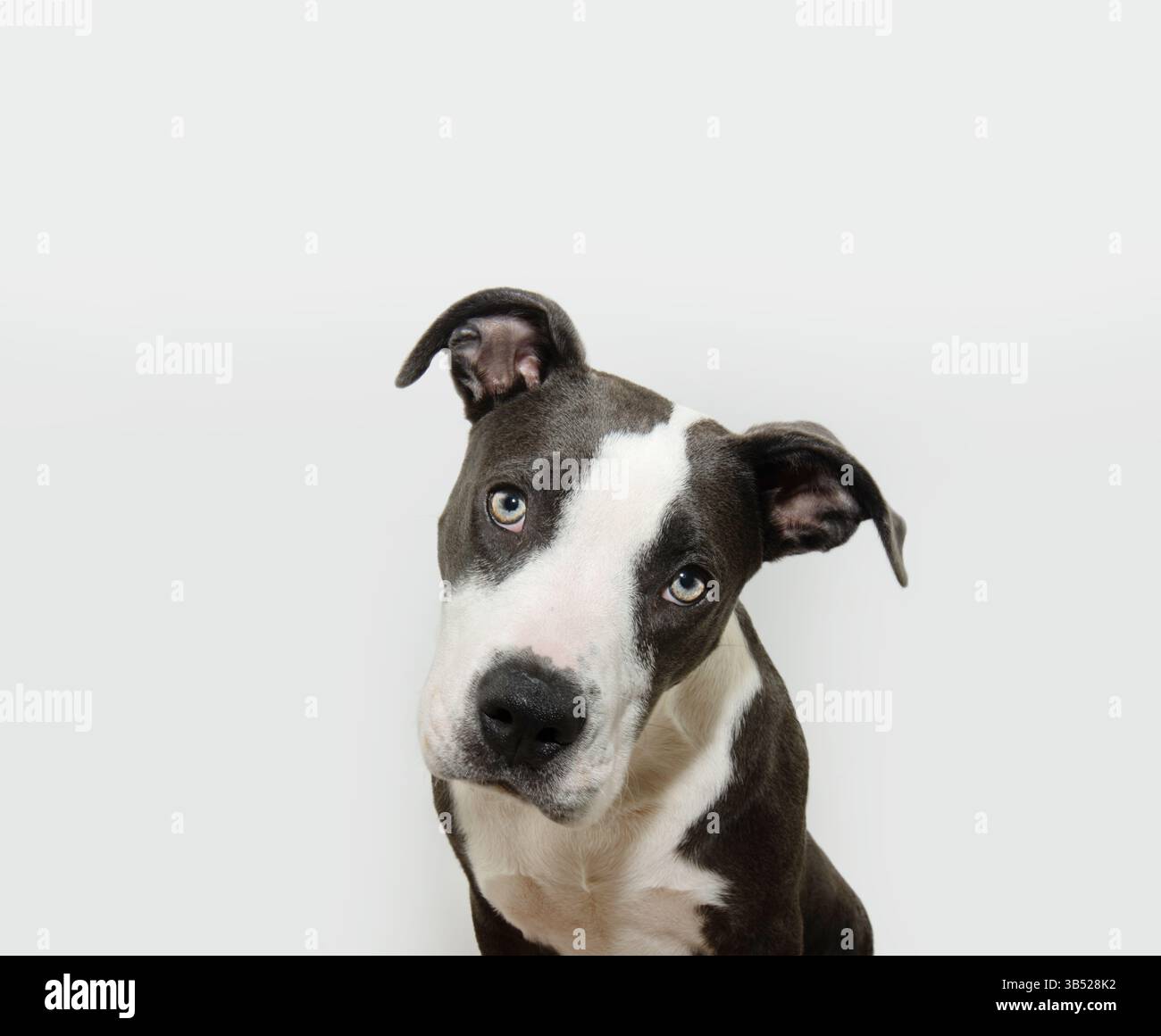 Alertez et concentrez-vous sur le chien chiot américain staffordshire inclinant la tête en pensant et en regardant la caméra. Isolé sur fond blanc Banque D'Images