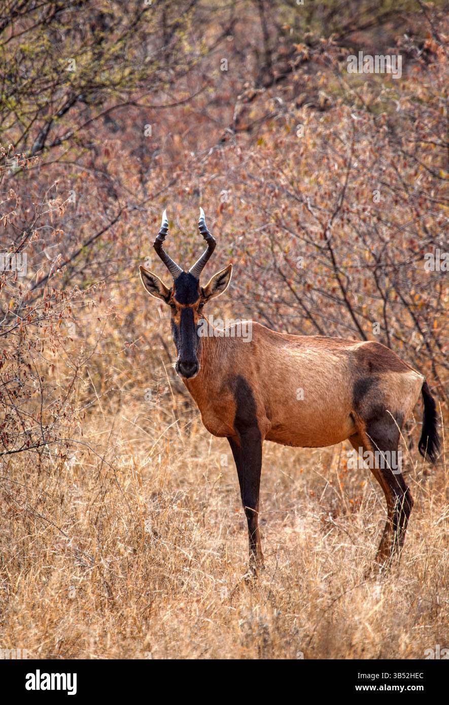 Hartebeest rouge unique dans la brousse africaine Banque D'Images Hartebeest rouge unique dans la brousse africaine Banque D'Images
