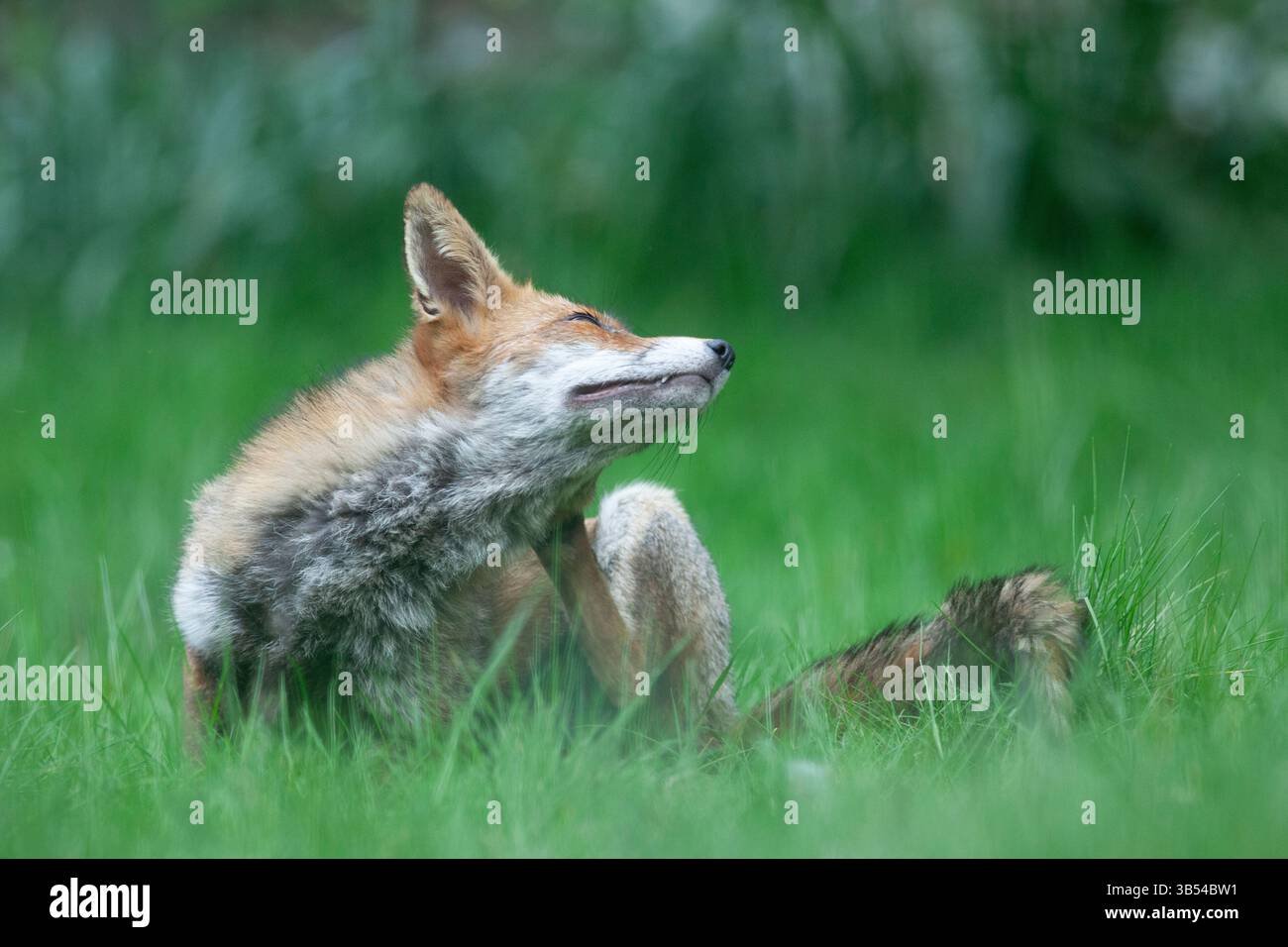 Météo britannique, 1er mai 2025 : une vixen de renard dans un jardin londonien attend la canicule en sifflant dans de longues herbes à l'ombre d'un pommier. Les températures ont atteint 28 degrés à Londres aujourd'hui, ce qui en fait le Mayday le plus chaud jamais enregistré. Les températures devraient rester élevées pendant deux jours de plus, avant de chuter fortement à temps pour le jour férié de mai. Crédit : Anna Watson/Alamy Live News Banque D'Images
