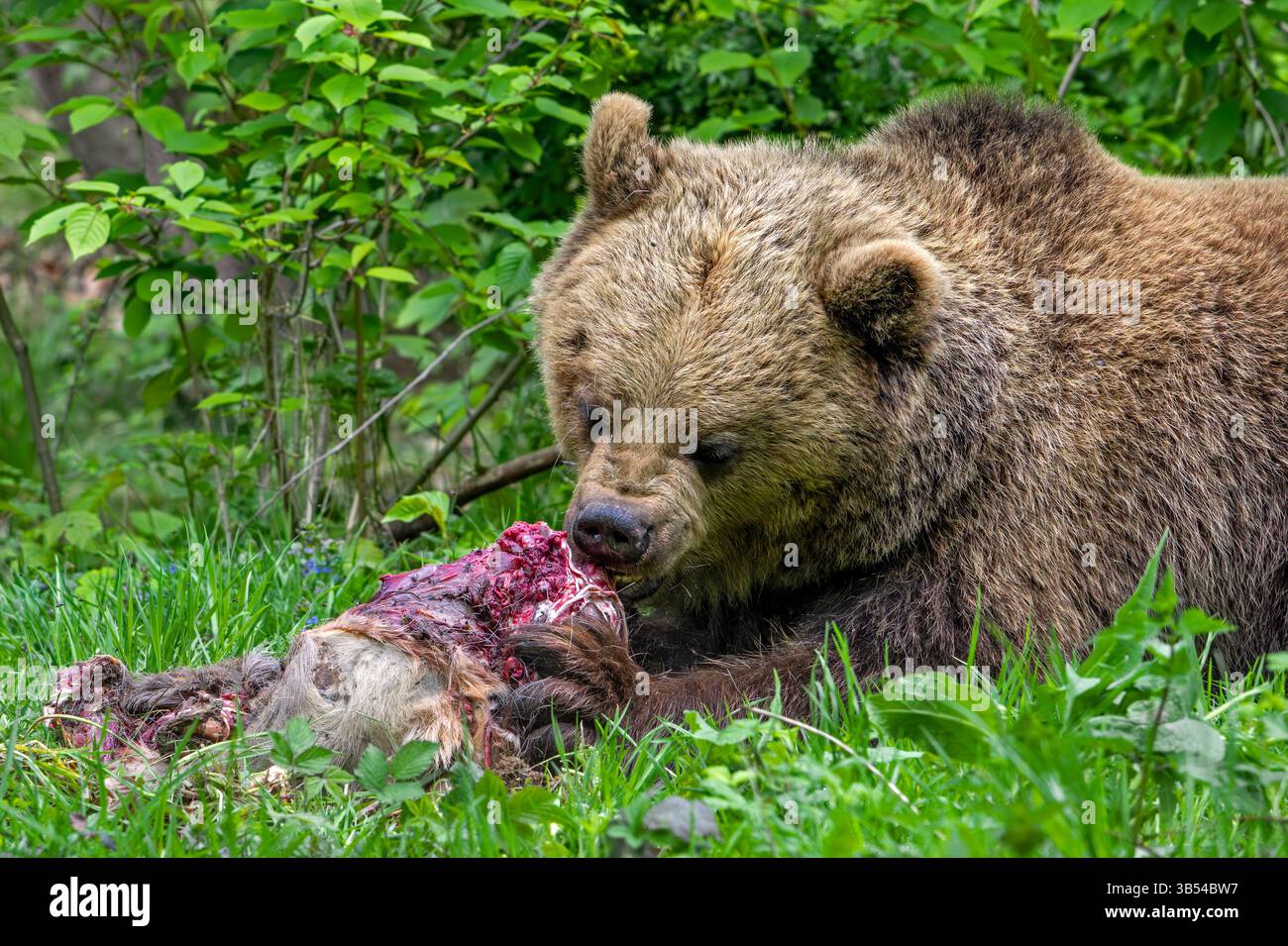 Ours brun d'Europe (Ursus arctos) se nourrissant de carcasses de chevreuil, cachées dans les broussailles de la forêt Banque D'Images