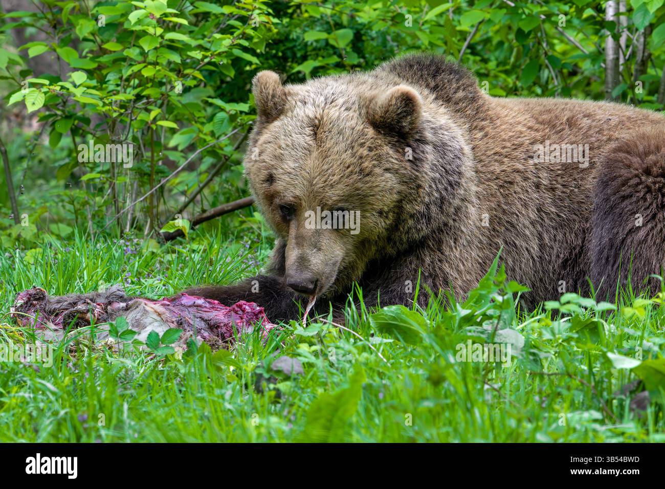 Ours brun d'Europe (Ursus arctos) se nourrissant de carcasses de chevreuil, cachées dans les broussailles de la forêt Banque D'Images