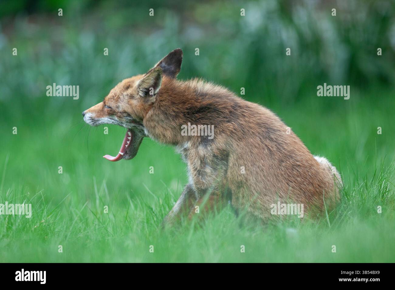 Météo britannique, 1er mai 2025 : une vixen de renard dans un jardin londonien attend la canicule en sifflant dans de longues herbes à l'ombre d'un pommier. Les températures ont atteint 28 degrés à Londres aujourd'hui, ce qui en fait le Mayday le plus chaud jamais enregistré. Les températures devraient rester élevées pendant deux jours de plus, avant de chuter fortement à temps pour le jour férié de mai. Crédit : Anna Watson/Alamy Live News Banque D'Images