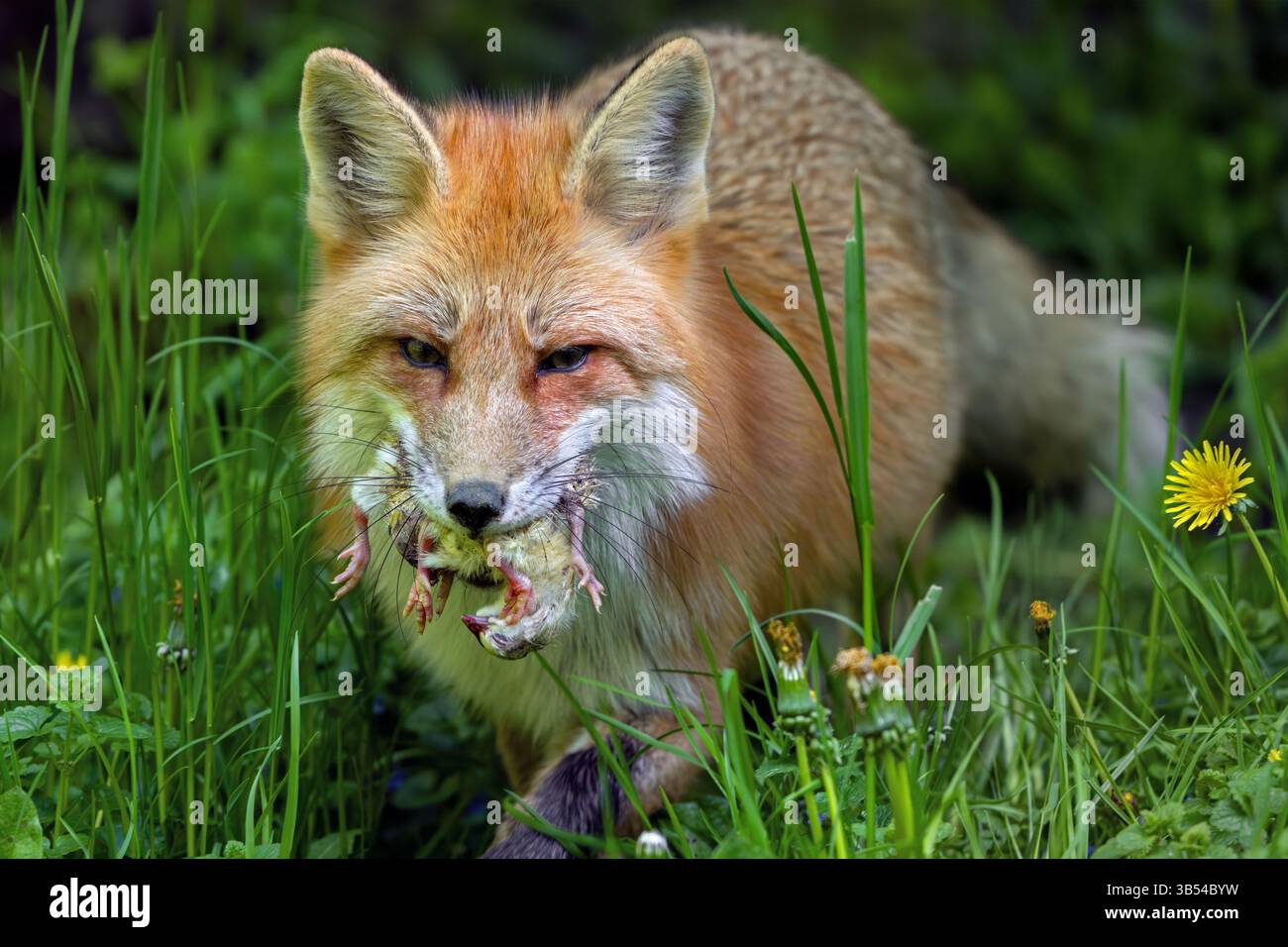 Renard roux (Vulpes vulpes) courant à travers la prairie avec une bouche de poussins après avoir attaqué le poulailler pour nourrir ses jeunes / kits au printemps Banque D'Images