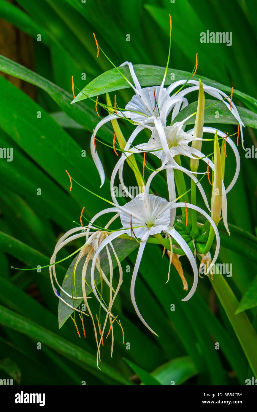 Lis d'araignée (Hymenocallis species) en fleur, genre de plantes à fleurs de la famille des amaryllis originaires des Amériques Banque D'Images