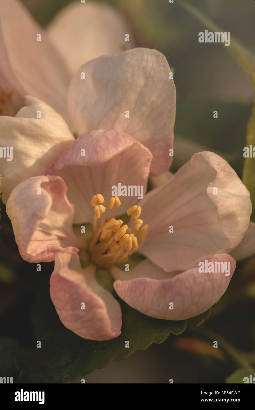 Macro photo de fleur de pomme délicate avec des pétales roses et blancs doux, capture dans la lumière naturelle. Faible profondeur de champ et arrière-plan bokeh Banque D'Images