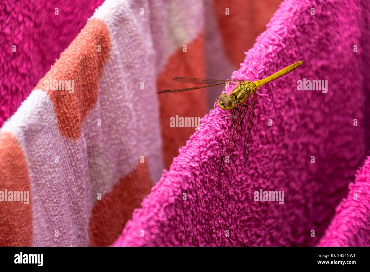 femelle vagrant darter repose sur le linge Banque D'Images
