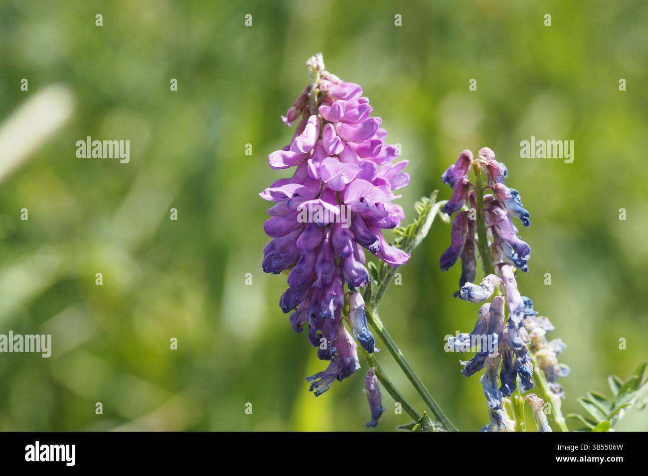 inflorescence de vestes touffetées Banque D'Images