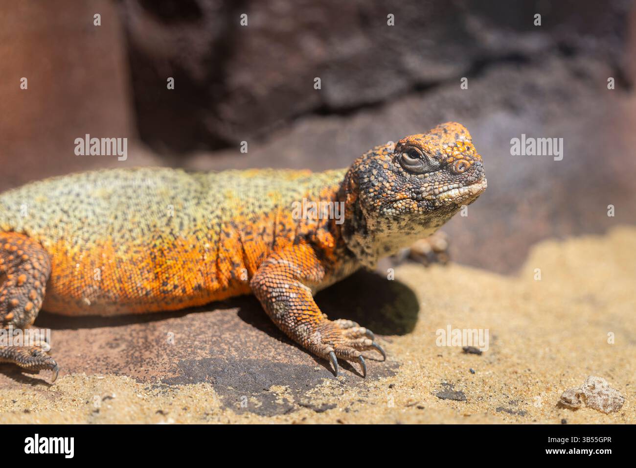 Lézard à queue épineuse d'Afrique du Nord ou lézard Dabb de Bell (Uromastyx acanthinura, Uromastyx acanthinurus). Banque D'Images