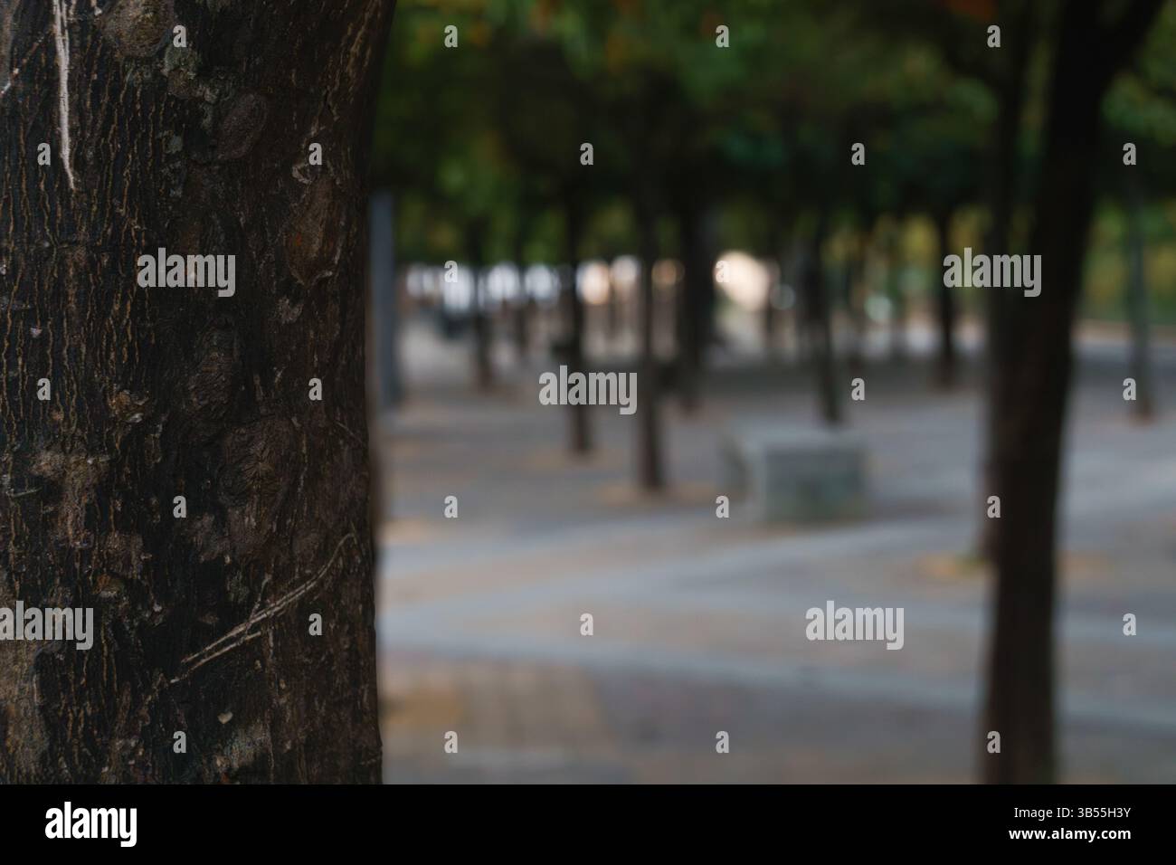 Gros plan de Tree Bark dans Urban Park Banque D'Images