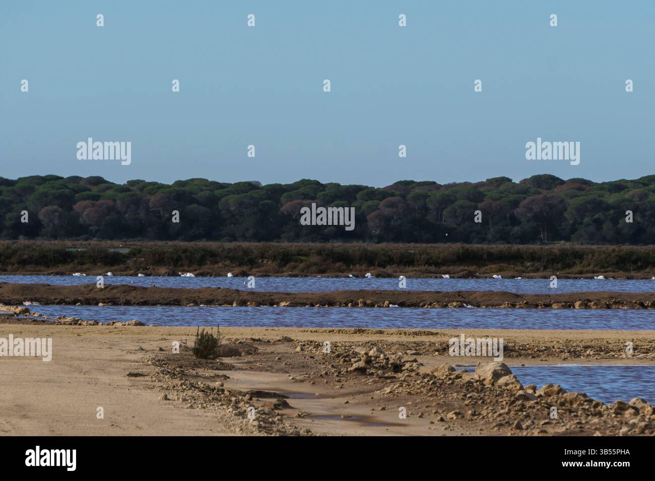 Paysage côtier serein avec oiseaux au repos et arbres verts luxuriants Banque D'Images