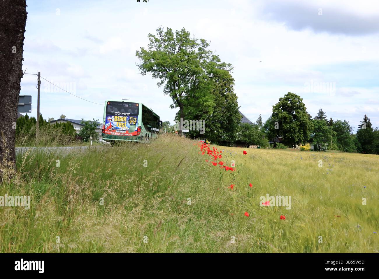 Possendorf, Saxe, Allemagne en Europe - mai 31 2024 : coquelicots rouges fleurissant dans un champ Banque D'Images