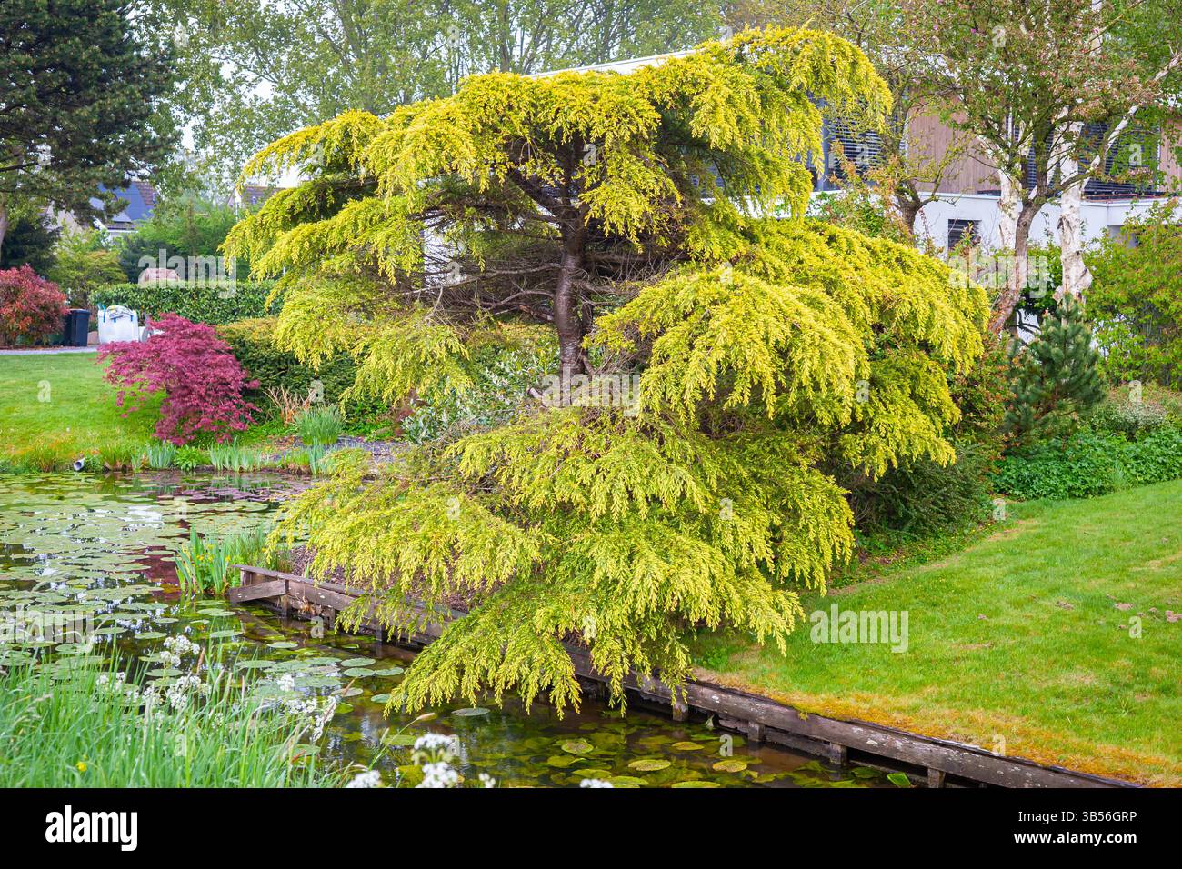 Cèdre jaune décoratif de l'Himalaya (Cedrus deodara aurea) poussant le long du bord de l'eau Banque D'Images