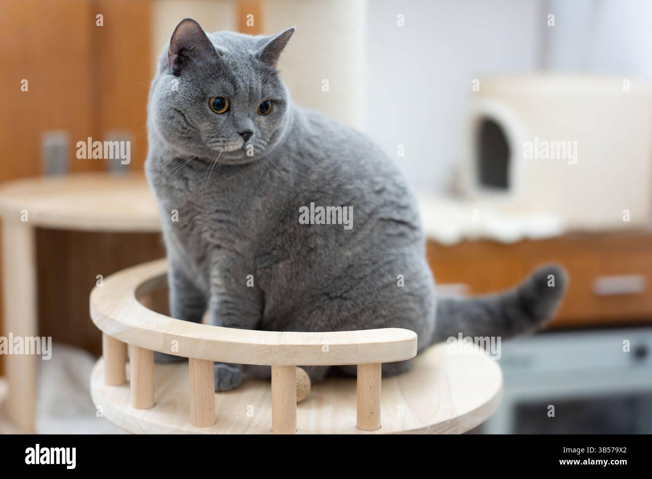 Un chat bleu British Shorthair en surpoids a failli tomber d'un arbre à chat en raison de son obésité. Banque D'Images