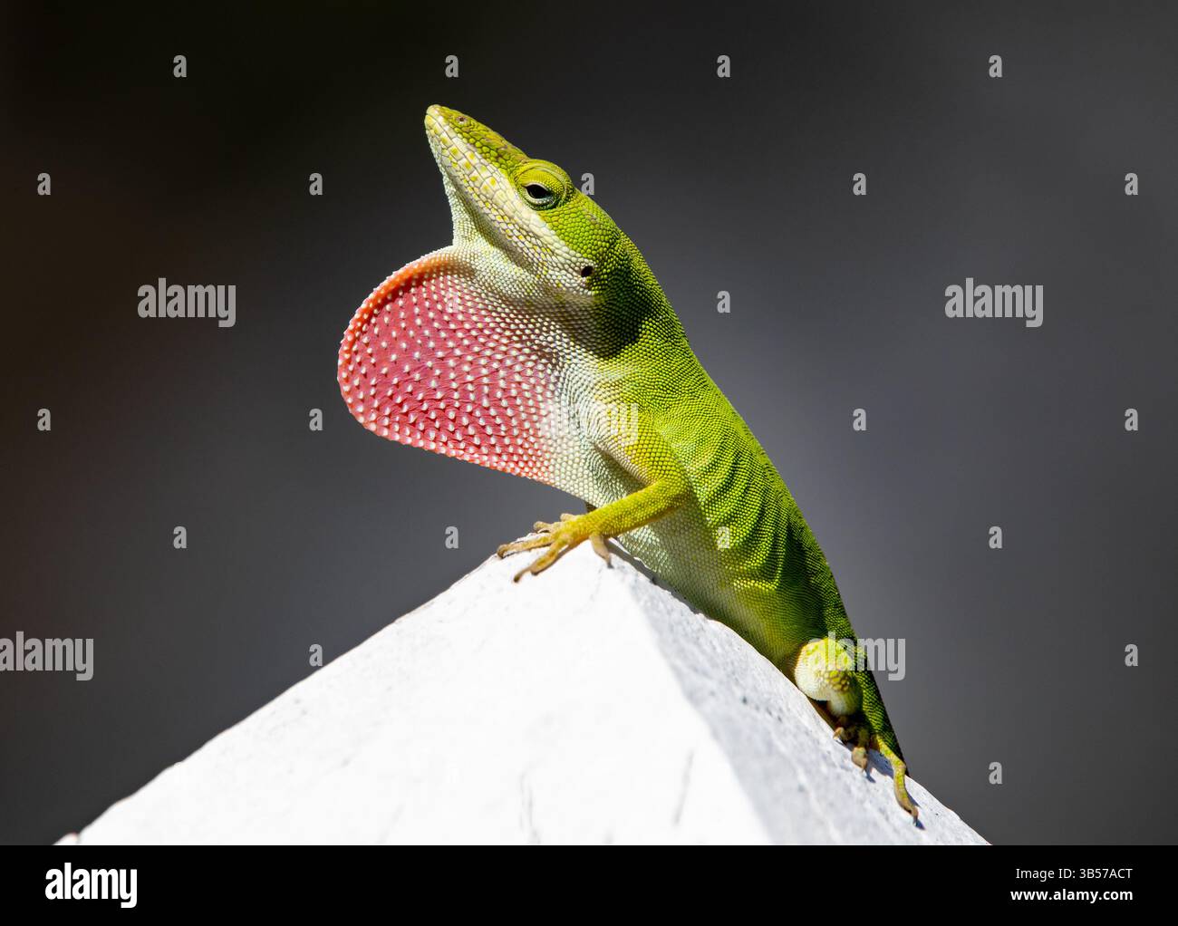 Lézard Carolina Anole posant avec une couche de rosée rouge isolé sur fond gris foncé Banque D'Images Lézard Carolina Anole posant avec une couche de rosée rouge isolé sur fond gris foncé Banque D'Images