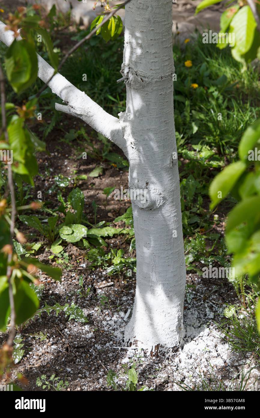 Tronc d'arbre peint en blanc debout sur un lit de jardin avec des plantes vertes, style photographique naturel, symbolisant le soin des arbres et l'entretien du jardin Banque D'Images