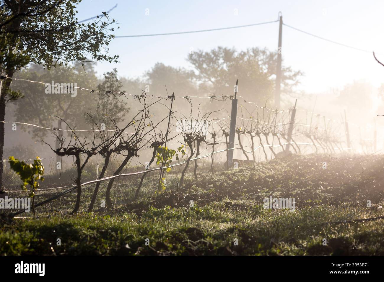Brouillard hivernal le matin à Vinyard sur la région de l'Algarve. Banque D'Images