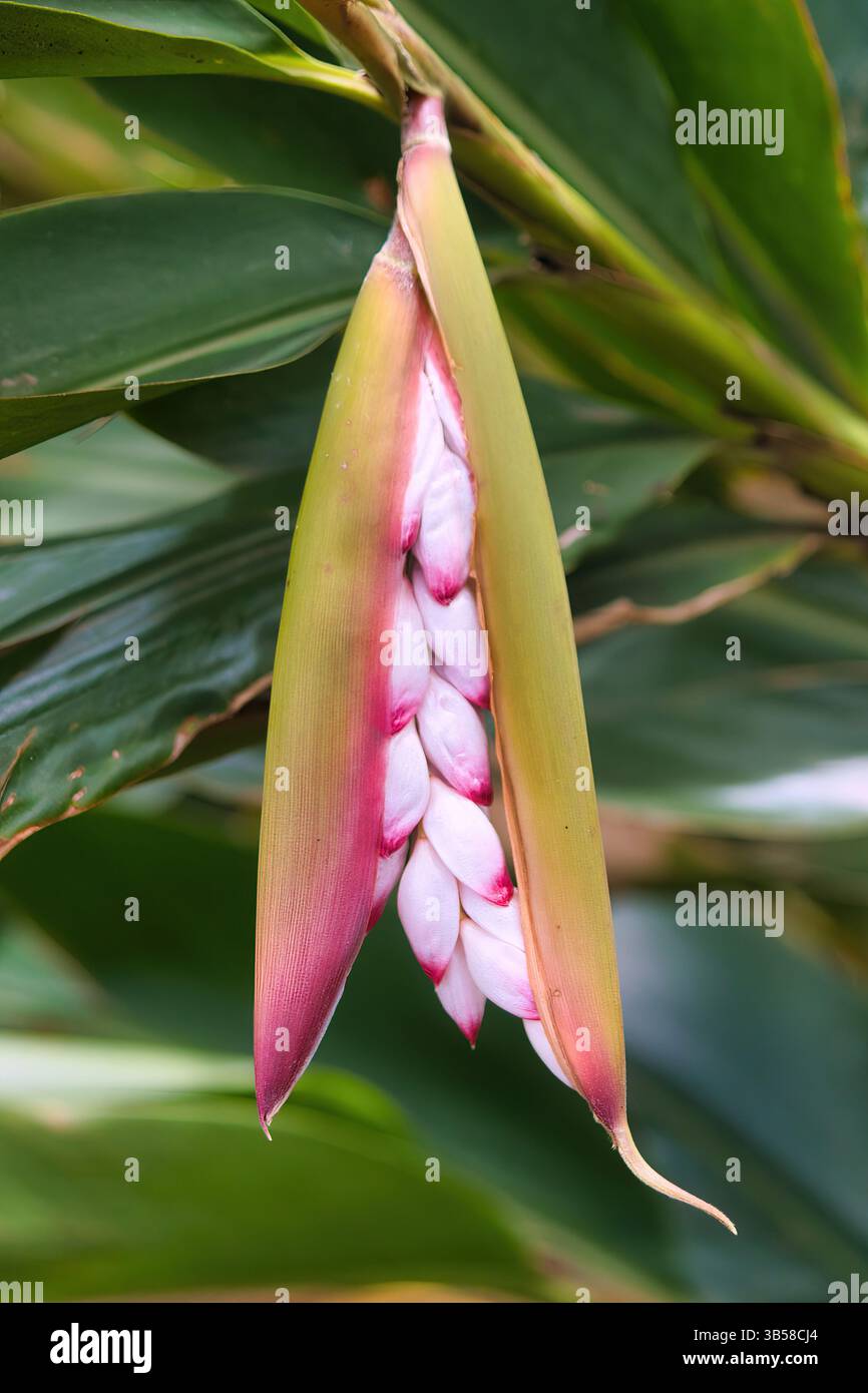 Ficelle de gingembre coquille enfermée dans une gousse. Banque D'Images