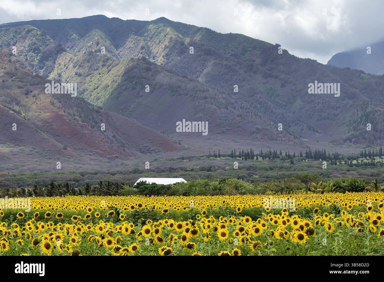 Ferme de tournesol biologique centrale de maui Banque D'Images
