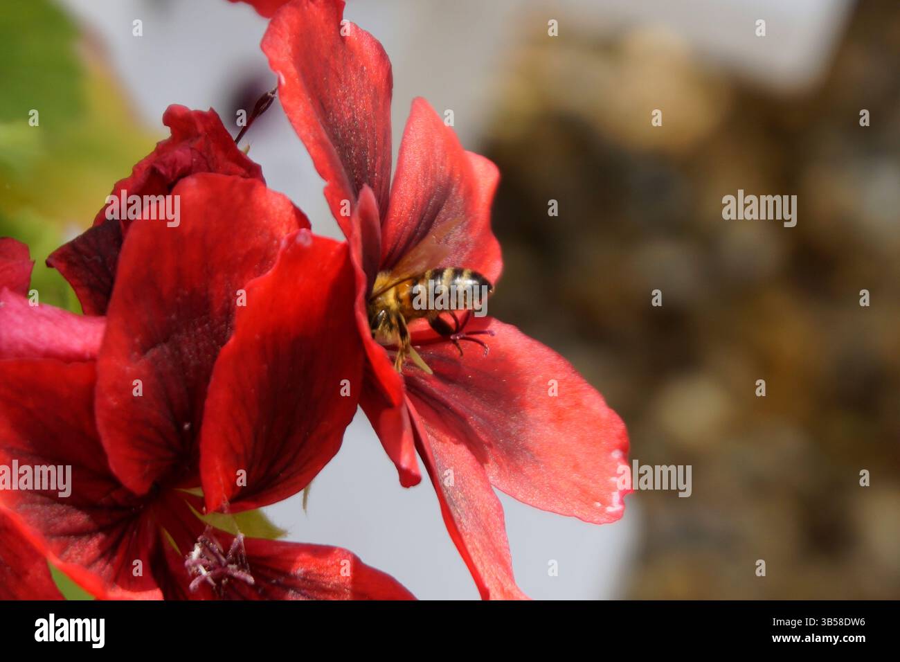 Abeille (Apis mellifera) collecte de nectar sur une fleur rouge vif close-up.Arundel, Angleterre Banque D'Images