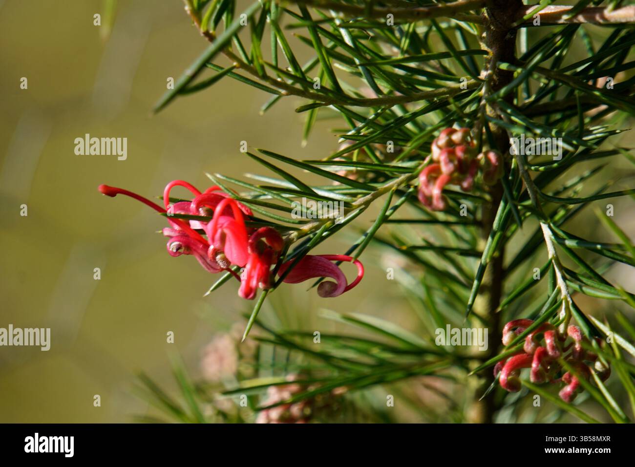 Gros plan d'une fleur rouge Grevillea rosmarinifolia avec feuillage en forme d'aiguille.Buckland Park Lake, Angleterre Banque D'Images Gros plan d'une fleur rouge Grevillea rosmarinifolia avec feuillage en forme d'aiguille.Buckland Park Lake, Angleterre Banque D'Images
