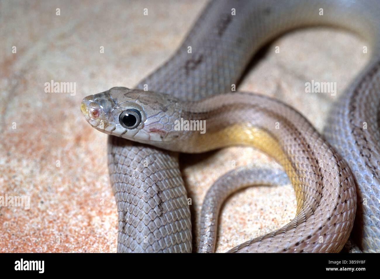 Serpent de maïs, Pantherophis guttatus pastel rayé, Colubridae Banque D'Images