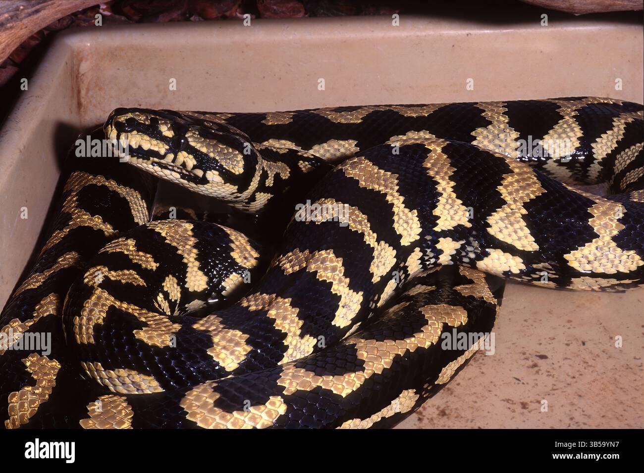 Python à écailles grossières, Morelia carinata, Pythonidae Banque D'Images